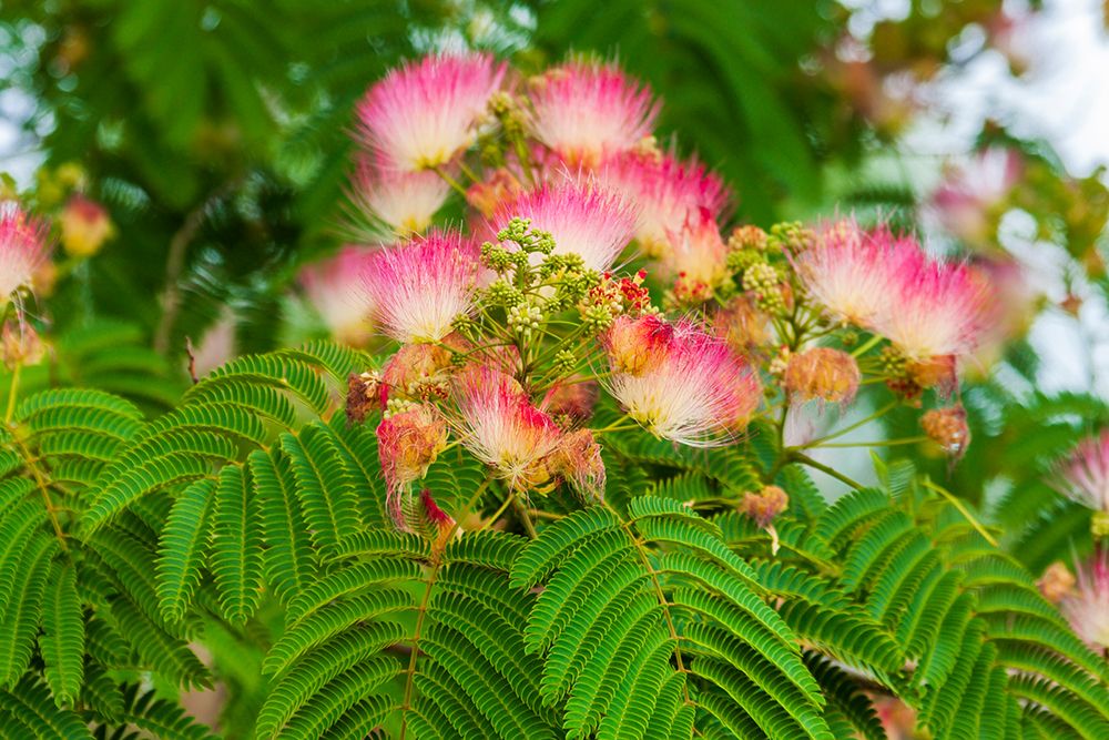 Mimosa tree flowers. Seattle- Washington. art print by Tom Haseltine for $57.95 CAD